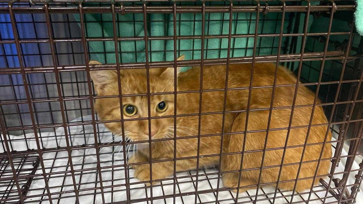 The male cat, an orange tabby named Abraham by its rescuers, is currently in the care of Frankie Florida of Strong Island Animal Rescue after he was found shot with a pellet on Long Island.
