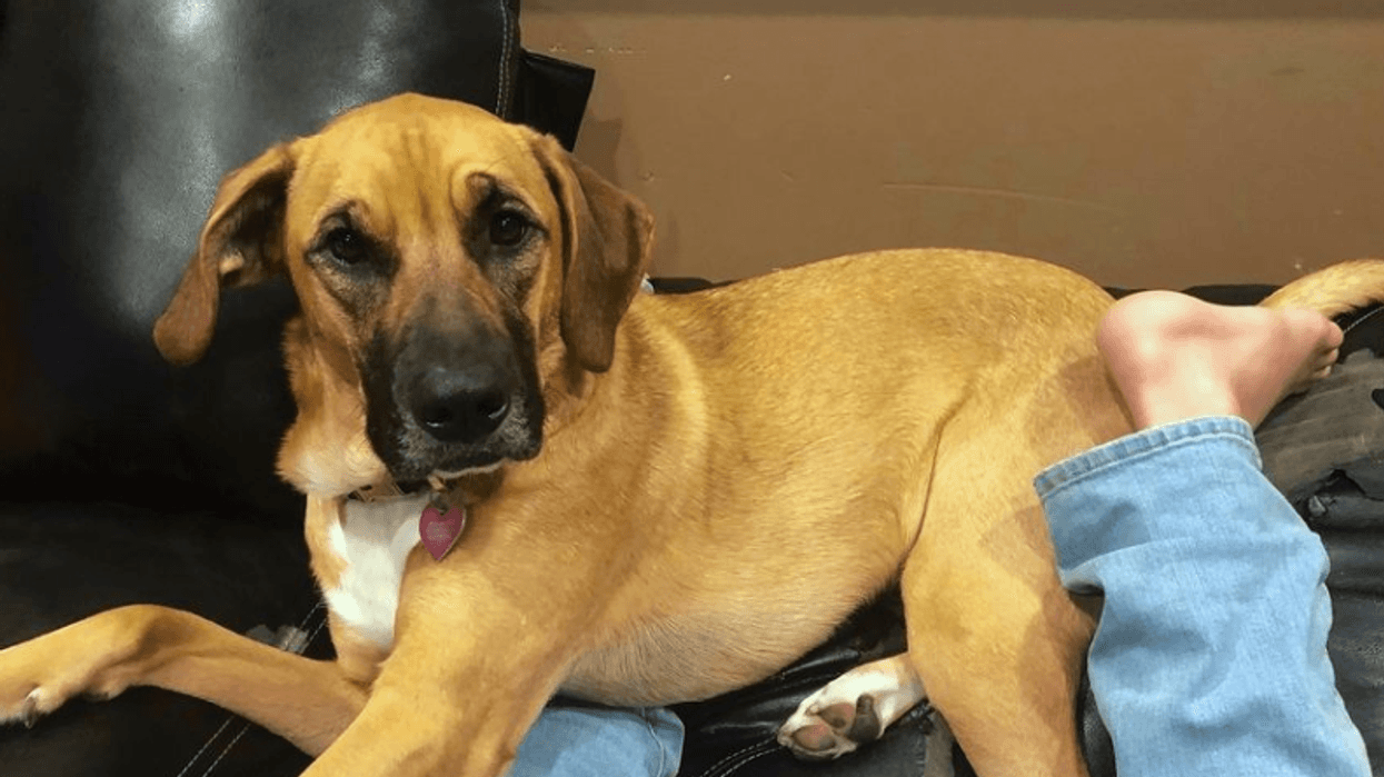 The Martin family of Algonquin is searching for its dog, Xena, who disappeared Jan. 4 in the Barrington Hills area.