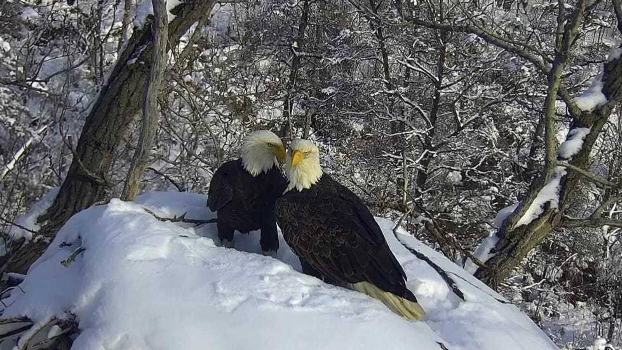 The Minnesota Department of Natural Resources very popular EagleCam is back starting Thursday.