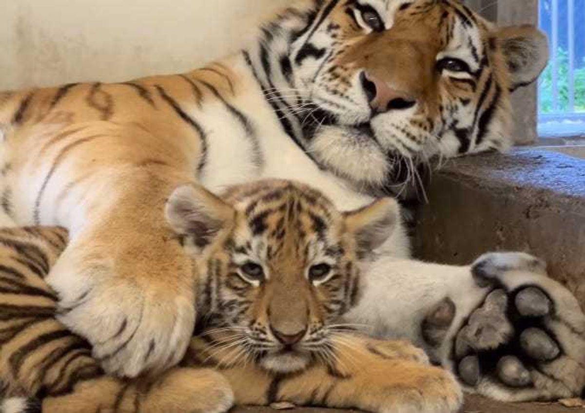 The Minnesota Zoo's 13-year old Amur tiger "Dari" with one of her cubs.
