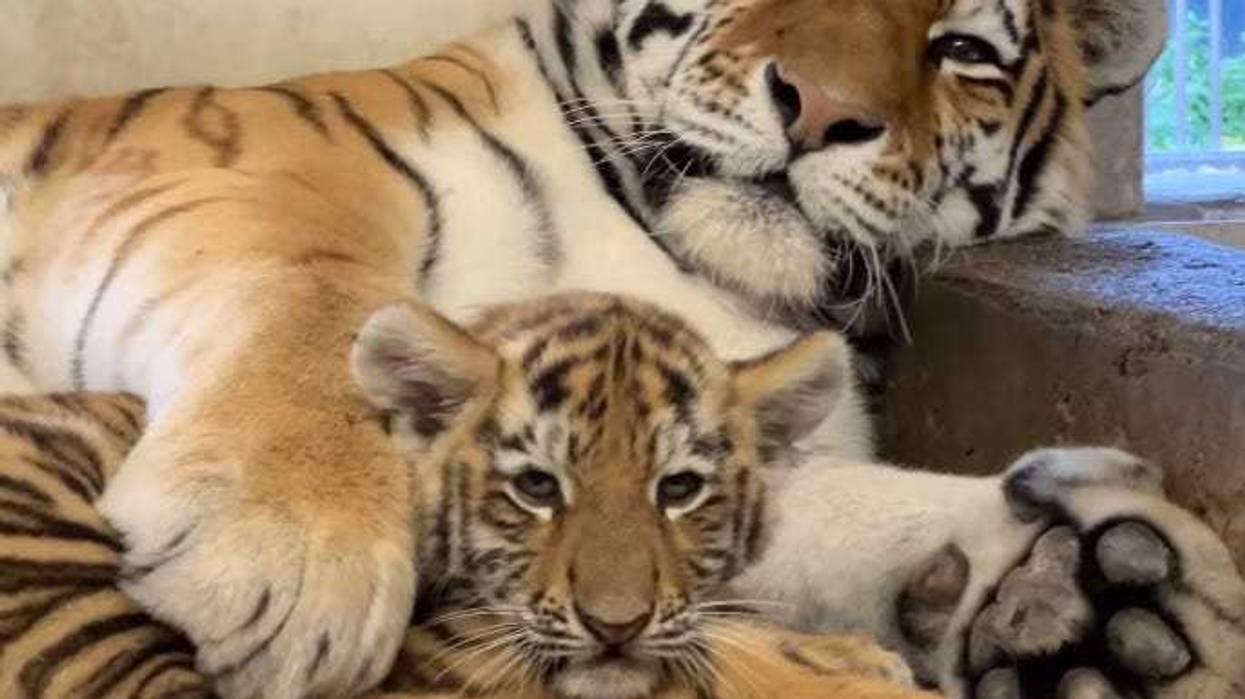 The Minnesota Zoo's 13-year old Amur tiger "Dari" with one of her cubs.