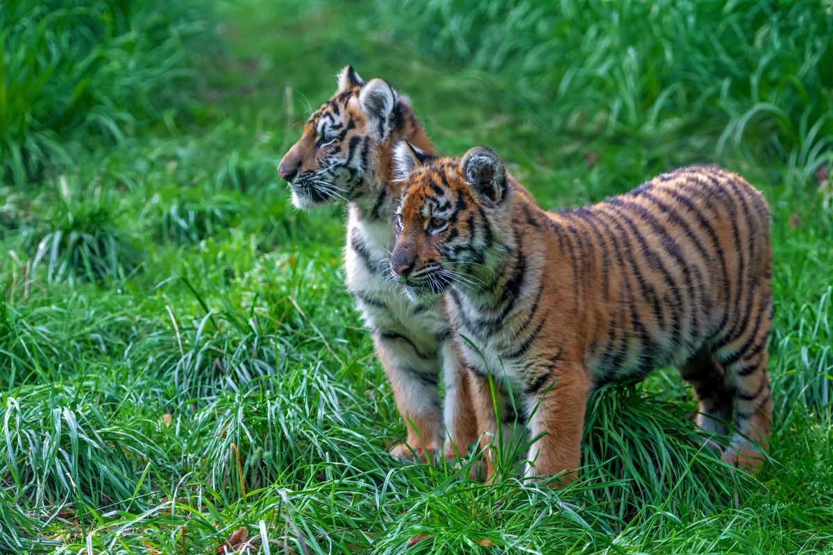 The Minnesota Zoo's newest babies, 16-week old Amur tiger cubs Andre and Amalia, are making their public debut.