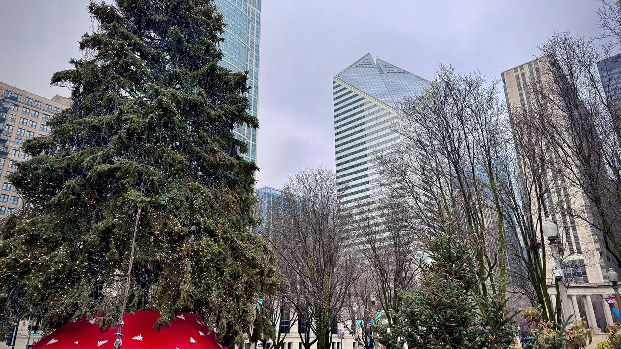 The Morton Arboretum says the key to successfully purchasing and caring for live Christmas trees is freshness.