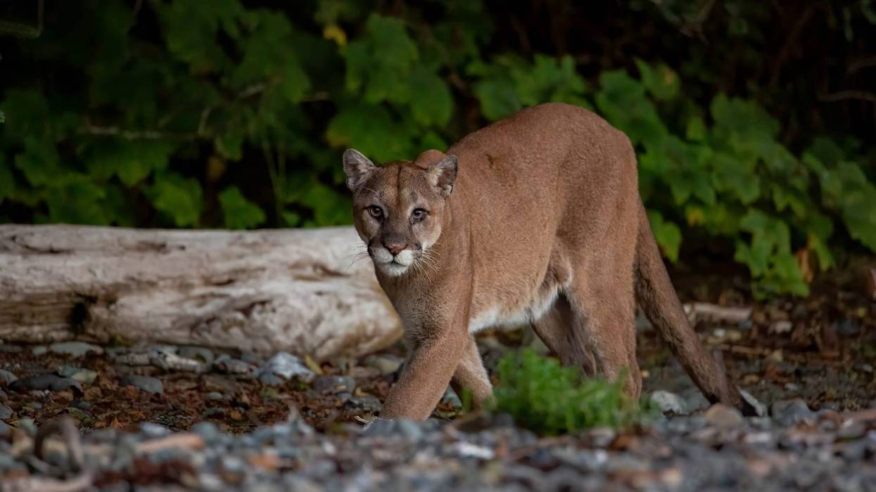 The mountain lion was collared and tagged in 2016.