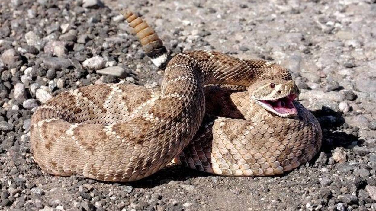 The new Yellowstone spinoff Dutton Ranch turned into a real-life snake story during its eight-month shoot across North Texas, with cast and crew encountering thousands of rattlesnakes on set.