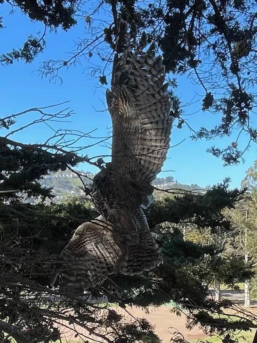 The nocturnal bird measured about 18 inches long.