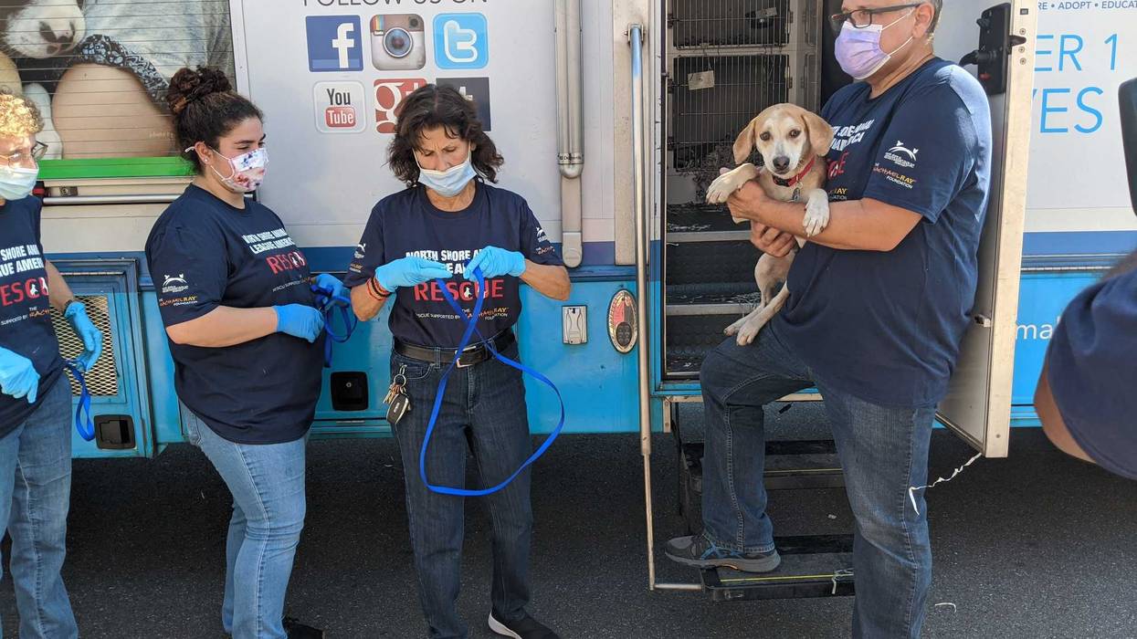 The North Shore Animal League's rescue team arrives in Port Washington, Long Island, on Monday with 55 adoptable dogs it relocated from Hurrican Ida-ravaged Louisiana.