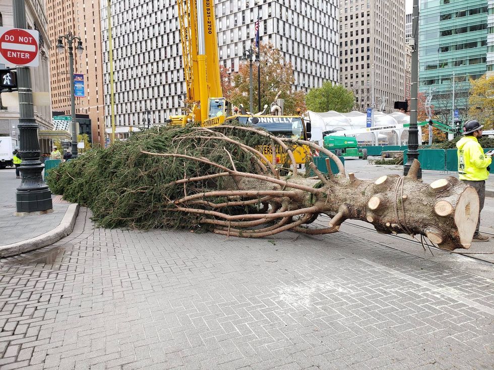 The Norway spruce arrives to the streets of Downtown Detroit
