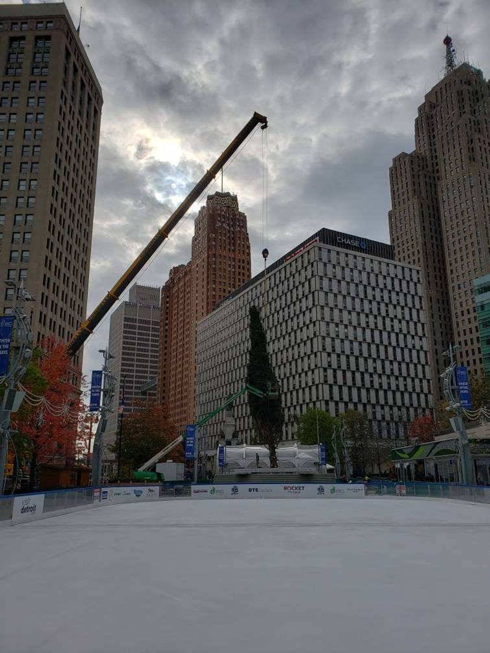 The Norway spruce being lifted by crane