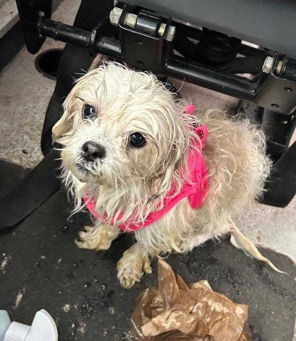 The NYPD is searching for the owners of a dog rescued from the East River on Sunday.