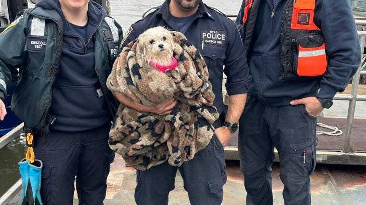 The NYPD is searching for the owners of a dog rescued from the East River on Sunday.