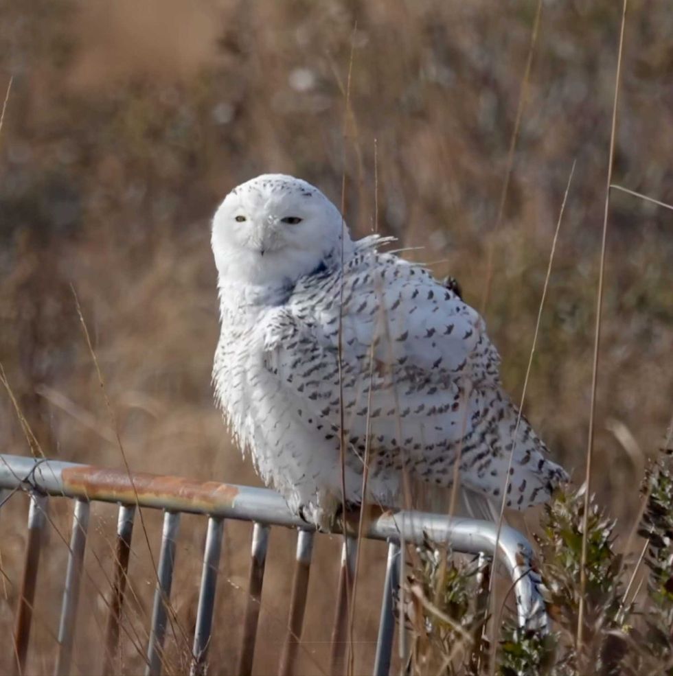 The owl is the first substantial sighting of a snowy owl in the five boroughs since 2022.