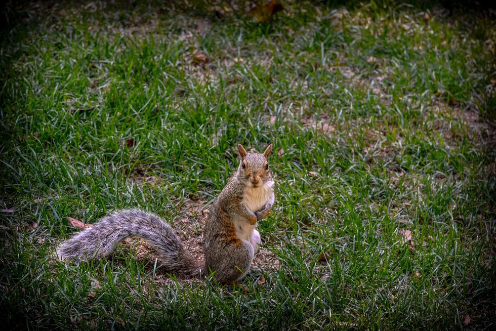 The painted squirrels have not been recovered but have been spotted by cameras and residents