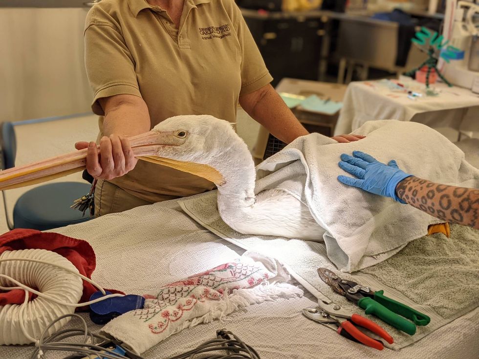 The pelican gets medical attention at the Oakland Zoo Veterinary Hospital.