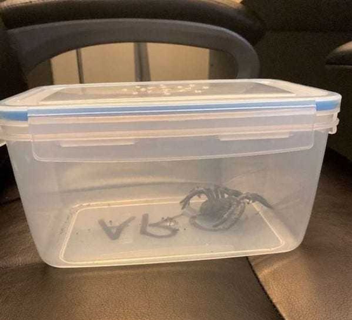 The Peninsula Humane Society was called in to save what turned out to be a fake spider.