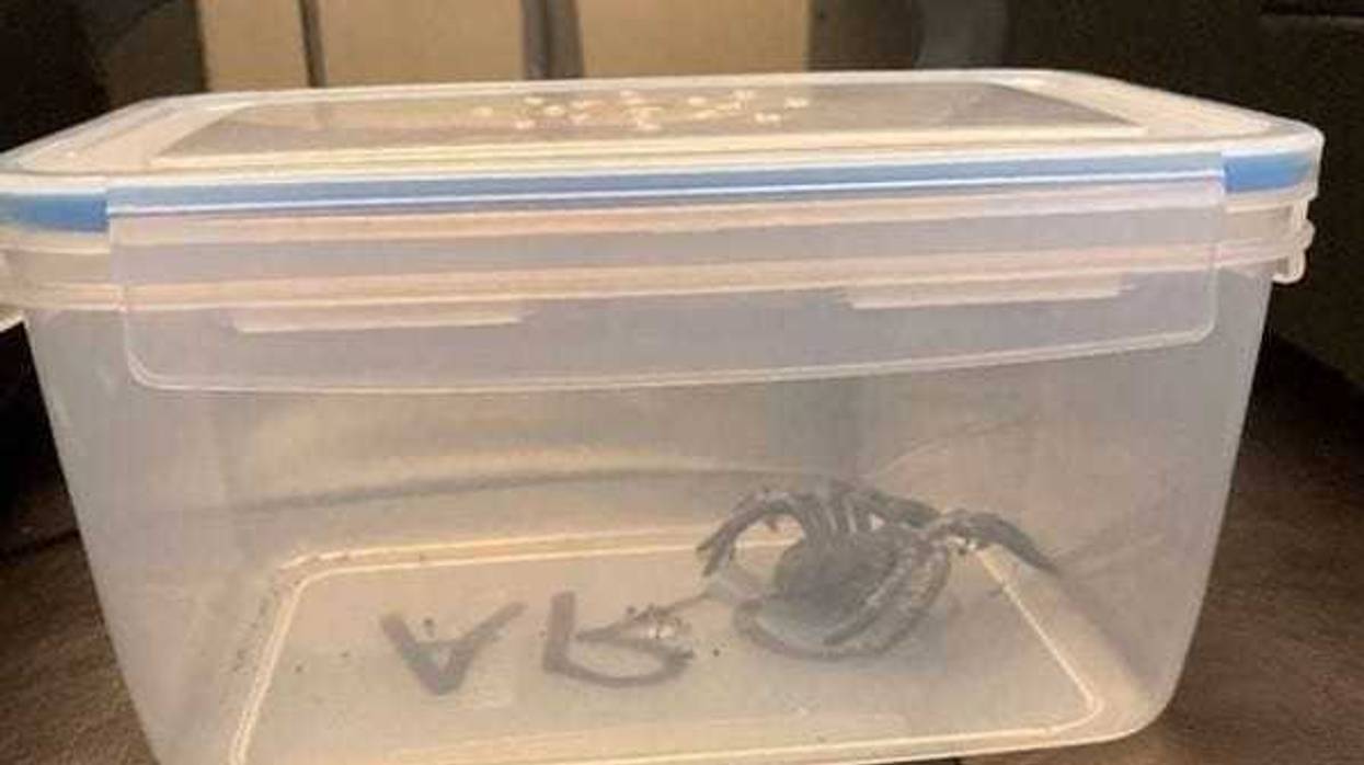 The Peninsula Humane Society was called in to save what turned out to be a fake spider.