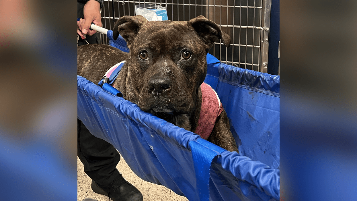 The Pennsylvania SPCA is asking for the public’s help identifying the individual or individuals responsible for shooting a dog multiple times in Kingsessing. It will need to undergo surgery to amputate its front leg.