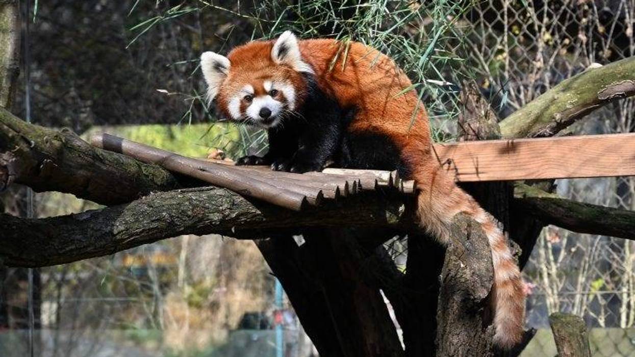 The Pittsburgh Zoo and Aquarium introduced its newest and cutest edition on Thursday. Marcy, a two-year-old red panda can now be seen by visitors to the Zoo.