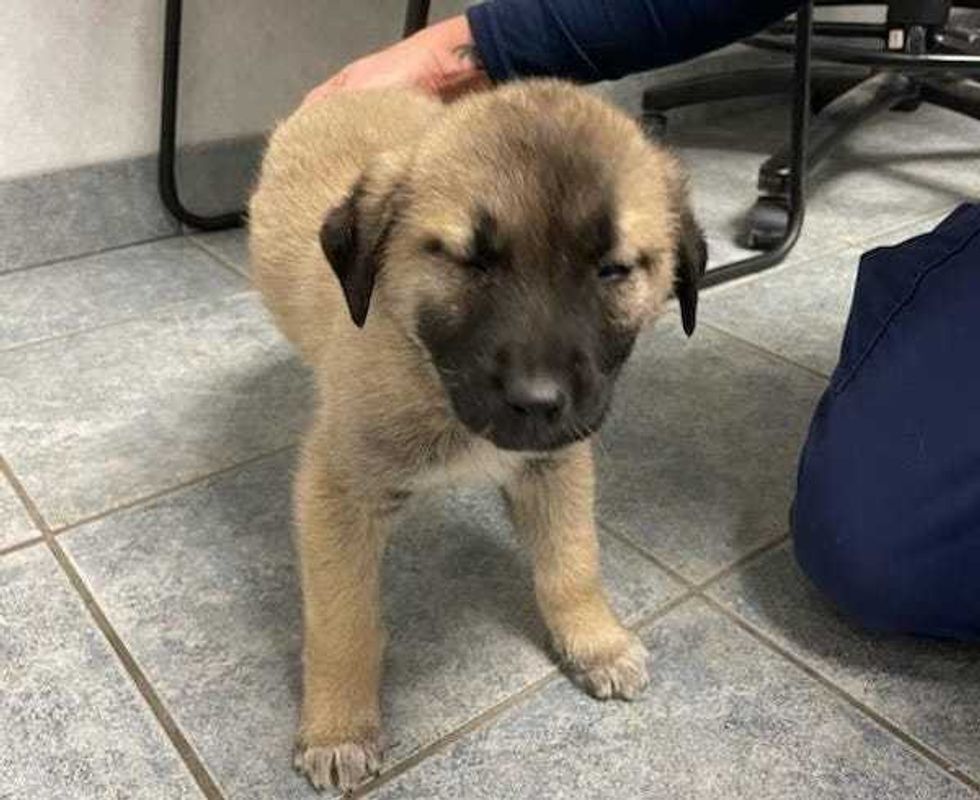 The pup is on the road to recovery but will require "extensive" rehabilitative surgery, officials said