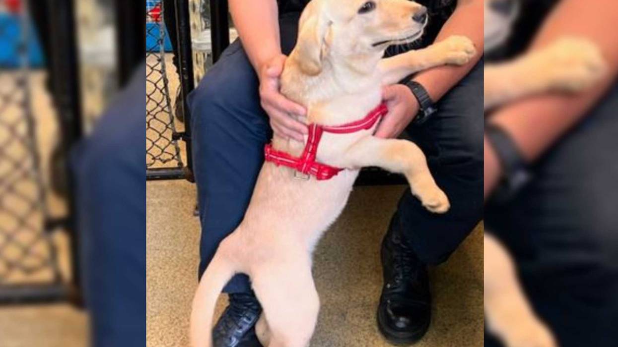 The puppy after it was rescued and cleaned.