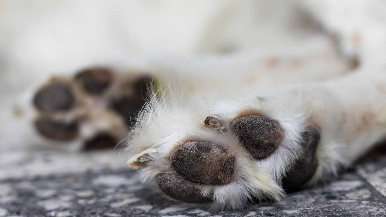 The puppy suffered burns and broken bones from the abuse, prosecutors said (File photo)