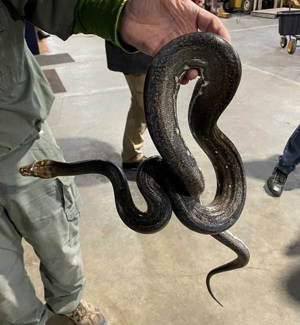 The python was relocated to a reptile center out of state
