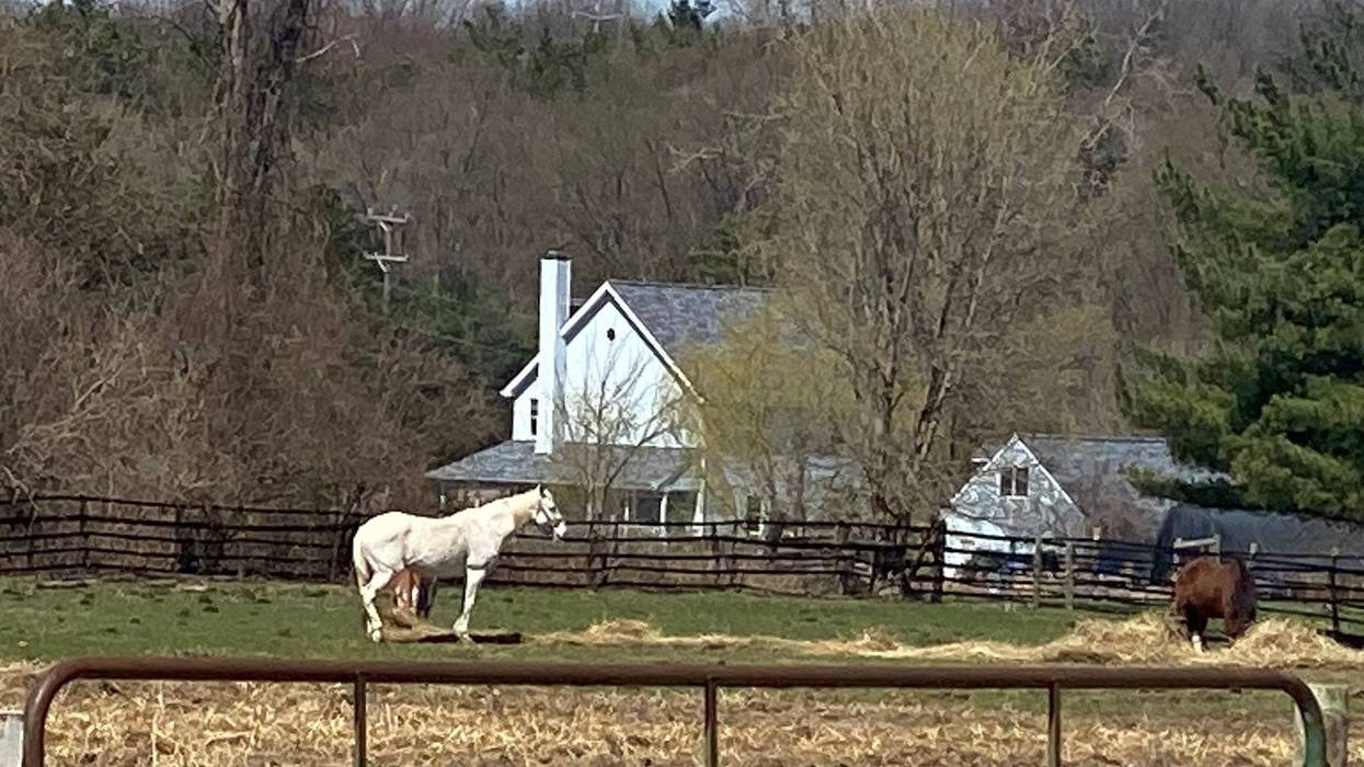 The race is on to find almost three dozen horses a home after Commerce Township officials terminated its contract with equestrian operations at Windmill Farms last September.