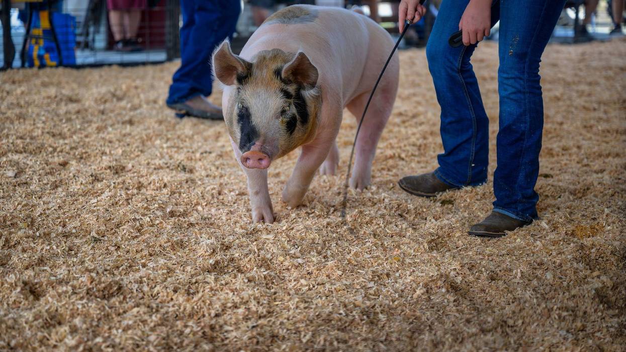 Ramsey County Fair returns this week after a six-year hiatus