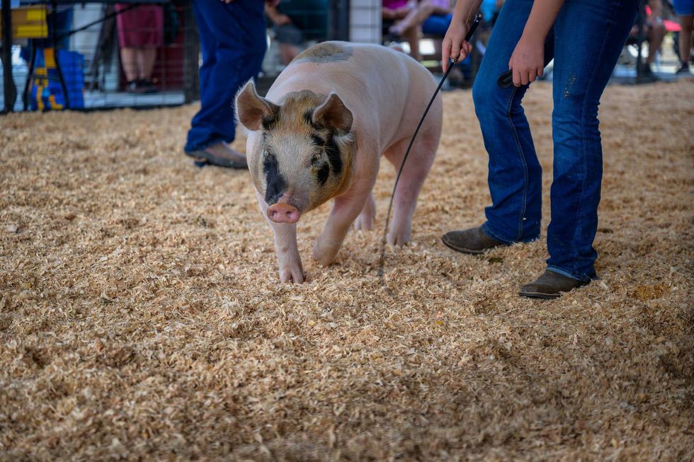 Ramsey County Fair returns this week after a six-year hiatus