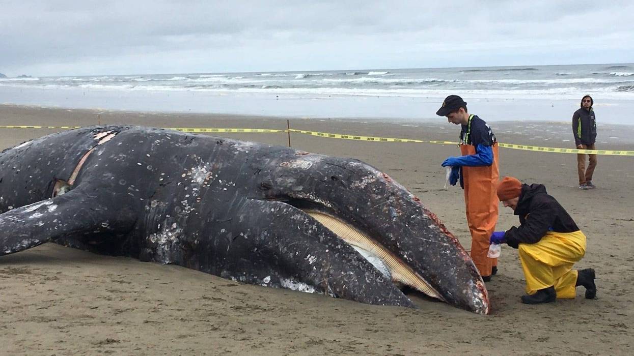 The remains of a gray whale washed up on Ocean Beach in San Francisco and were being examined by marine wildlife officials on May 7, 2019.
