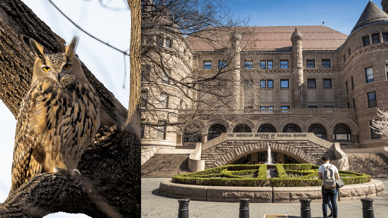 The remains of Flaco the Owl (left) were transferred to the America Museum of Natural History (right) for science