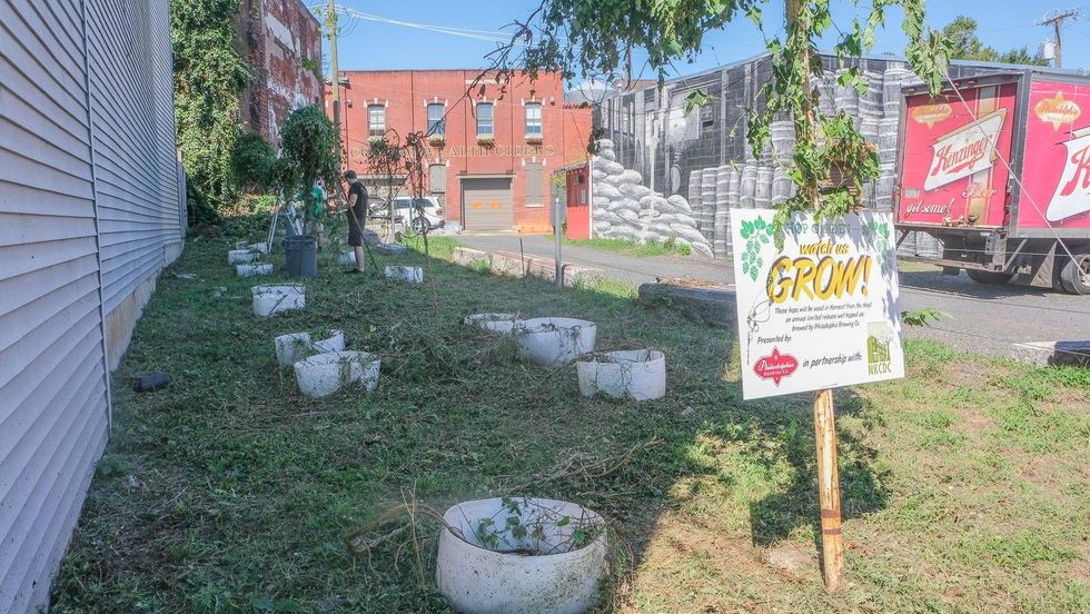 The remains of the hops which Philadelphia Brewing Company had grown for a special fall beer before a City of Philadelphia crew mistook the hops for weeds and cut them down, owners of the brewery say.