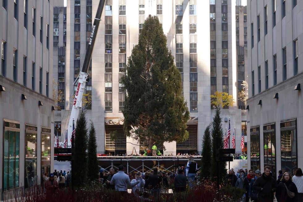 The Rockefeller Center Christmas tree is lifted onto its podium on November 11, 2023