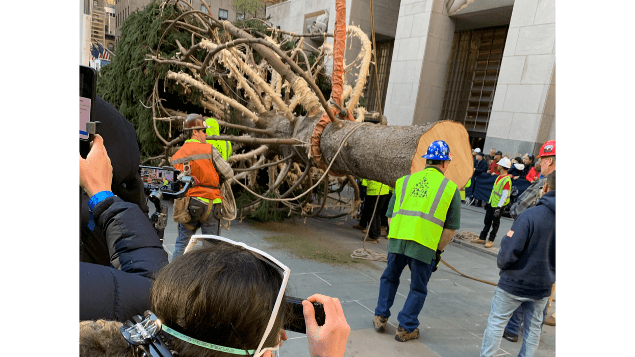 The Rockefeller Center Christmas tree was brought to the Plaza and hoisted into position Saturday.