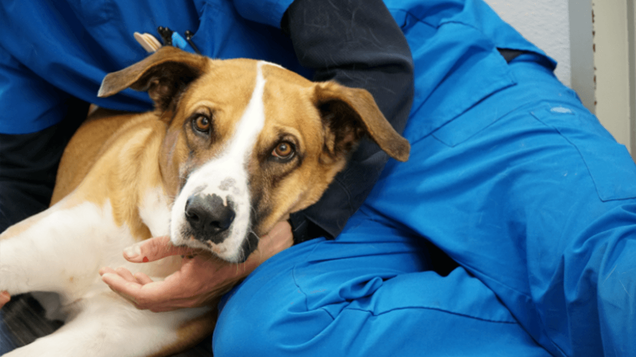 The San Diego Humane Society's medical team celebrated the one-year cancer-free anniversary on April 1, 2022 of a former stray dog named Phoenix with a ``pawty.''
