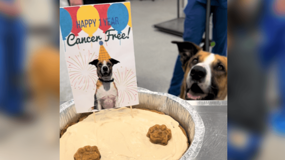 The San Diego Humane Society