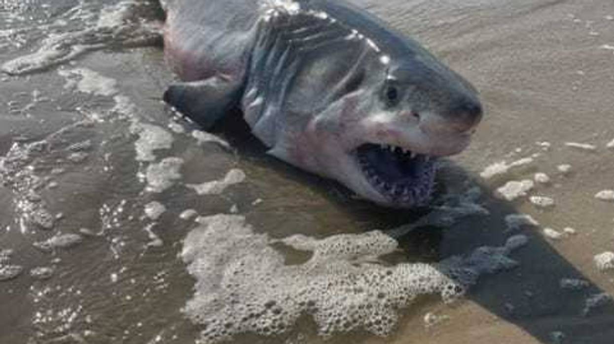 The shark that washed up on Rogers Beach Wednesday morning