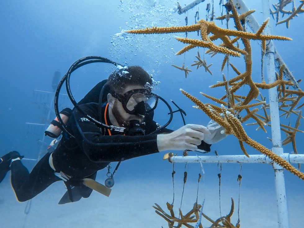 The Shedd aims to take the momentum from the study to the Bahamas to expand heat tolerance testing to even larger coral populations and help boost the resilience of Bahamian coral reefs—the primary marine research location for Cunning