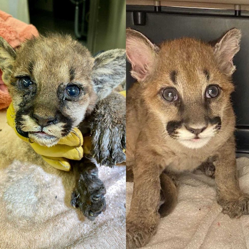 The side-by-side comparison of Captain Cal