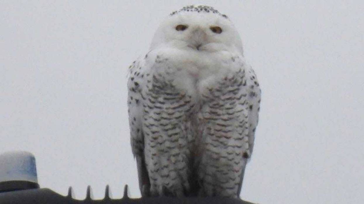 The snowy owl that drew nationwide attention to McHenry County last winter is now being remembered in song.