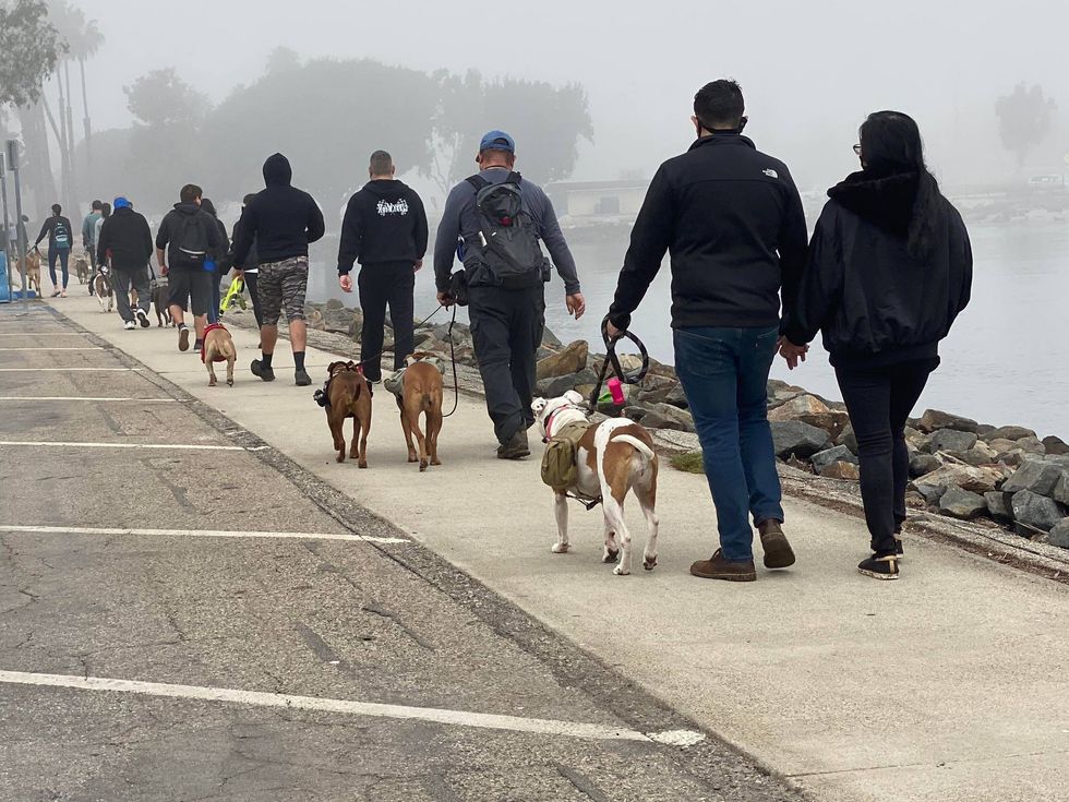 The Special Pack Walk - A parade of pups in Long Beach organized by Laura Vena and her non-profit, The Blockhead Brigade