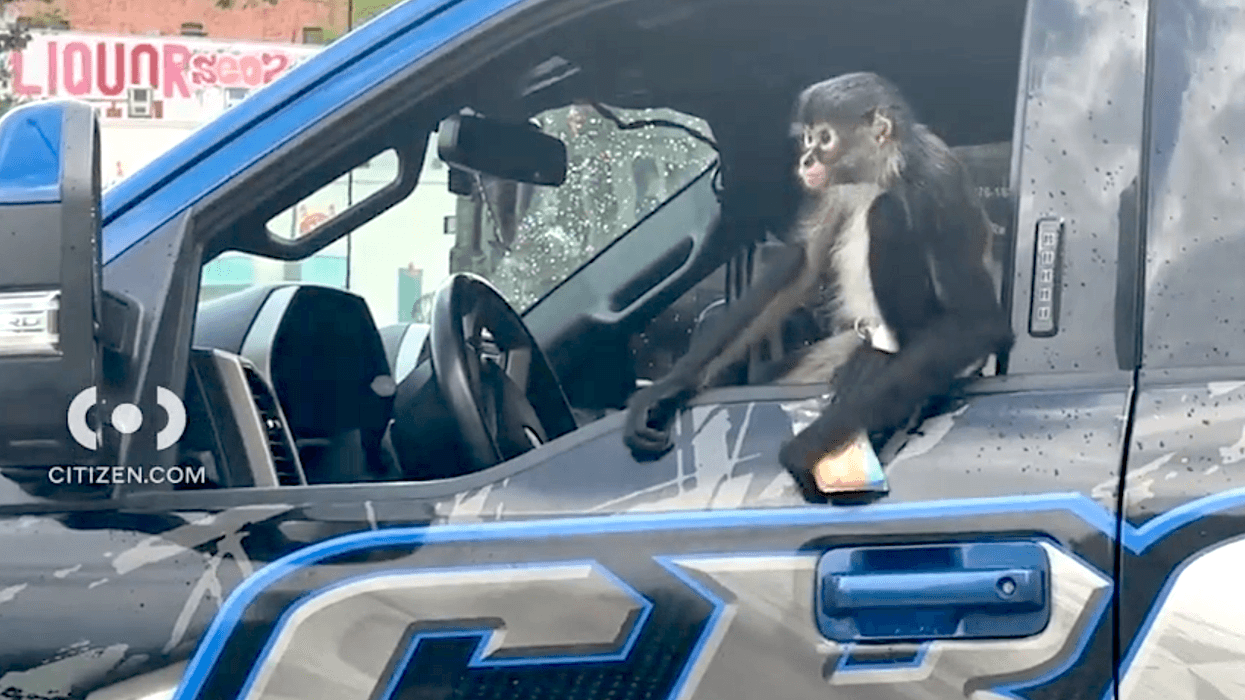The spider monkey was spotted Sunday afternoon in the Tremont section