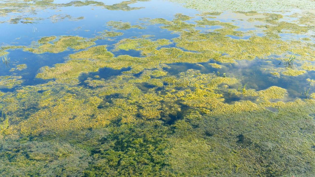 The State Water Resources Control Board conducted a field investigation and discovered toxic algal mats growing at the bottom of the Russian River.