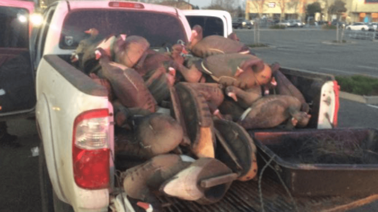 The stolen duck decoys and hunting equipment recovered by deputies in the back of a pick up truck.