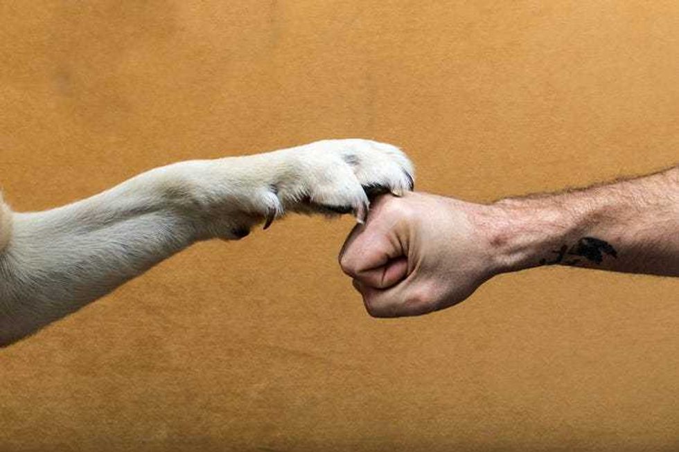 The strongest pact in the world, the dog and the man. An animal leg collides with a human arm
