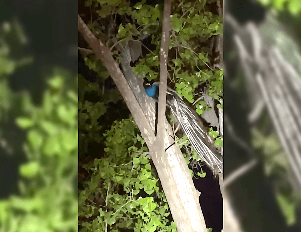 The stunning bird roosted in a tree overnight