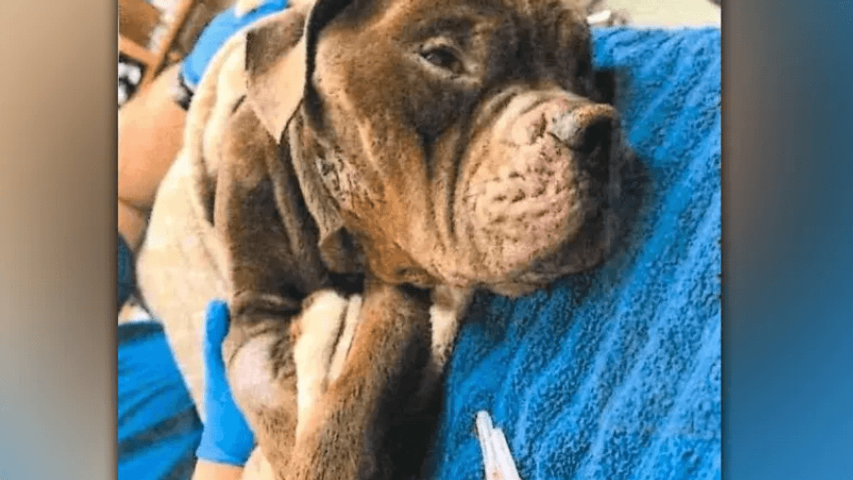 The Suffolk County Society for the Prevention of Cruelty to Animals is offering a $3,000 reward for the death of a dog found with “severe injuries” in Smithtown.