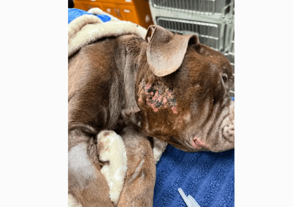 The Suffolk County Society for the Prevention of Cruelty to Animals is offering a $3,000 reward for the death of a dog found with "severe injuries" in Smithtown.