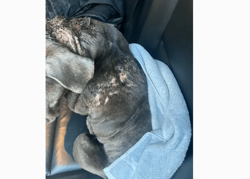 The Suffolk County Society for the Prevention of Cruelty to Animals is offering a $3,000 reward for the death of a dog found with "severe injuries" in Smithtown.