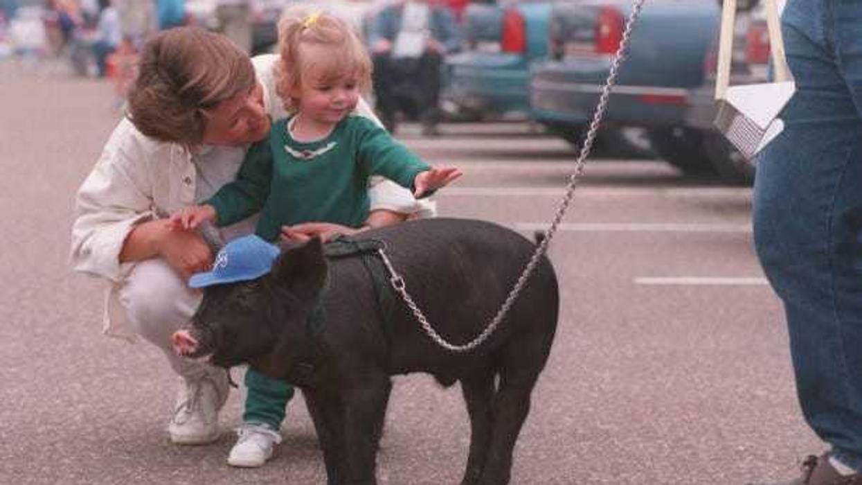 The tradition of a "Ball Pig" for the Saints goes all the way back to 1993 with this the 1995 version, St. Patrick.
